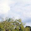 Styphnolobium japonicum 'Pendula', habit