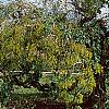 Styphnolobium japonicum 'Pendula', habit