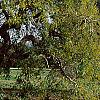 Styphnolobium japonicum 'Pendula', habit