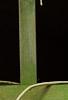 Strongylodon macrobotrys, flowers