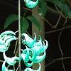 Strongylodon macrobotrys, flowers
