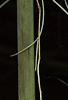 Strongylodon macrobotrys, flowers