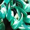 Strongylodon macrobotrys, flowers