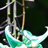 Strongylodon macrobotrys, flowers