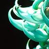 Strongylodon macrobotrys, flowers