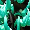 Strongylodon macrobotrys, flowers