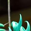 Strongylodon macrobotrys, flowers