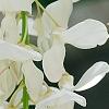 Wisteria brachybotrys 'Shiro-kapitan', flowers