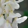Wisteria brachybotrys 'Shiro-kapitan', flowers