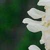 Wisteria brachybotrys 'Shiro-kapitan', flowers
