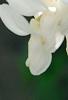 Wisteria brachybotrys 'Shiro-kapitan', flowers