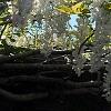 Wisteria brachybotrys 'Shiro-kapitan', flowers