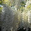 Wisteria brachybotrys 'Shiro-kapitan', flowers