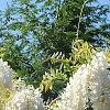 Wisteria brachybotrys 'Shiro-kapitan', flowers