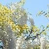 Wisteria brachybotrys 'Shiro-kapitan', flowers