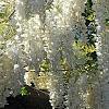 Wisteria brachybotrys 'Shiro-kapitan', flowers