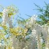 Wisteria brachybotrys 'Shiro-kapitan', flowers