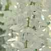 Wisteria brachybotrys 'Shiro-kapitan', flowers