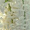 Wisteria brachybotrys 'Shiro-kapitan', flowers