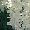 Wisteria brachybotrys 'Shiro-kapitan', flowers