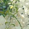 Wisteria brachybotrys 'Shiro-kapitan', flowers