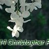 Wisteria brachybotrys 'Shiro-kapitan', flowers