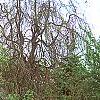 Wisteria floribunda, habit