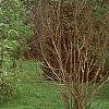 Wisteria floribunda, habit
