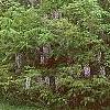 Wisteria floribunda, habit