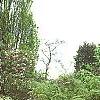 Wisteria floribunda, habit