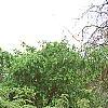 Wisteria floribunda, habit