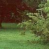 Wisteria floribunda, habit