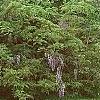 Wisteria floribunda, habit