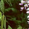 Wisteria floribunda, flowers