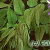 Wisteria floribunda, flowers