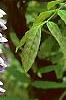 Wisteria floribunda, flowers