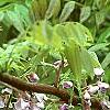 Wisteria floribunda, flowers