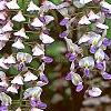 Wisteria floribunda, flowers