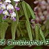 Wisteria floribunda, flowers