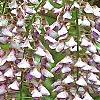 Wisteria floribunda, flowers