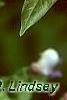 Wisteria floribunda, flowers
