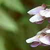 Wisteria floribunda, flowers