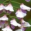 Wisteria floribunda, flowers