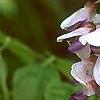 Wisteria floribunda, flowers