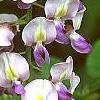 Wisteria floribunda, flowers