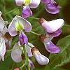 Wisteria floribunda, flowers
