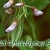 Wisteria floribunda, flowers