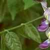 Wisteria floribunda, flowers