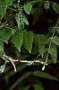 Wisteria floribunda, flowers