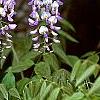 Wisteria floribunda, flowers